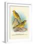 Cape Canary, Sulphur-Coloured Seed-Eater-Arthur G. Butler-Framed Art Print