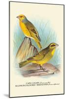 Cape Canary, Sulphur-Coloured Seed-Eater-Arthur G. Butler-Mounted Art Print