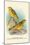 Cape Canary, Sulphur-Coloured Seed-Eater-Arthur G. Butler-Mounted Art Print