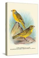 Cape Canary, Sulphur-Coloured Seed-Eater-Arthur G. Butler-Stretched Canvas