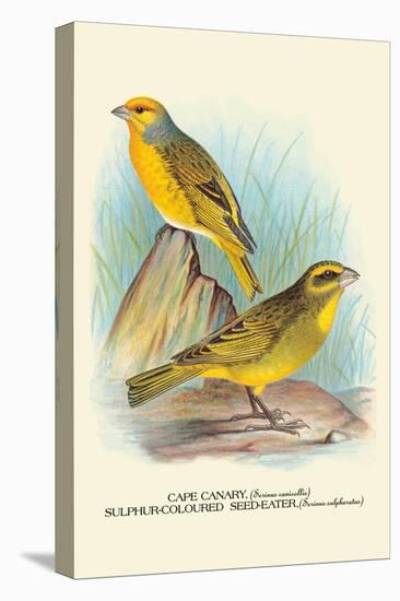 Cape Canary, Sulphur-Coloured Seed-Eater-Arthur G. Butler-Stretched Canvas
