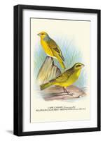 Cape Canary, Sulphur-Coloured Seed-Eater-Arthur G. Butler-Framed Art Print