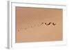 Cape Cobra Tracks in Sand-null-Framed Photographic Print