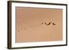 Cape Cobra Tracks in Sand-null-Framed Photographic Print