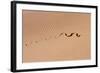 Cape Cobra Tracks in Sand-null-Framed Photographic Print