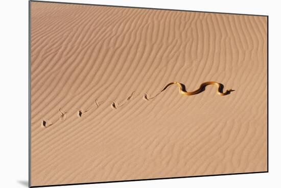 Cape Cobra Tracks in Sand-null-Mounted Photographic Print