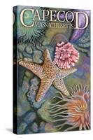 Cape Cod, Massachusetts - Tidepool-Lantern Press-Stretched Canvas