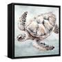 Cape Cod Turtle-Nicole DeCamp-Framed Stretched Canvas