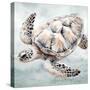 Cape Cod Turtle-Nicole DeCamp-Stretched Canvas