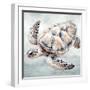 Cape Cod Turtle-Nicole DeCamp-Framed Art Print