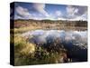 Cape Cod Wetlands, Massachusetts, USA-William Sutton-Stretched Canvas