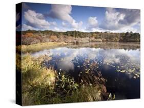 Cape Cod Wetlands, Massachusetts, USA-William Sutton-Stretched Canvas