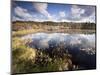 Cape Cod Wetlands, Massachusetts, USA-William Sutton-Mounted Photographic Print