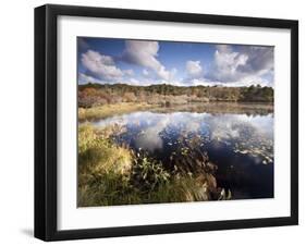 Cape Cod Wetlands, Massachusetts, USA-William Sutton-Framed Photographic Print