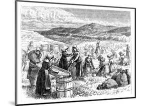 Cape Cod Women Picking and Sorting Cranberries, 1875-null-Mounted Giclee Print