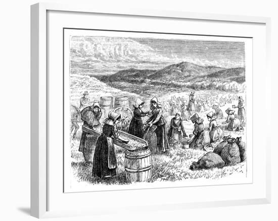 Cape Cod Women Picking and Sorting Cranberries, 1875-null-Framed Giclee Print