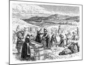 Cape Cod Women Picking and Sorting Cranberries, 1875-null-Mounted Giclee Print