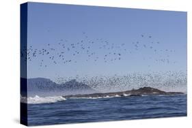 Cape Cormorant (Phalacrocorax Capensis)-David Jenkins-Stretched Canvas