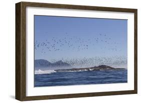 Cape Cormorant (Phalacrocorax Capensis)-David Jenkins-Framed Photographic Print