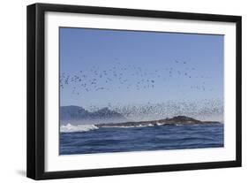 Cape Cormorant (Phalacrocorax Capensis)-David Jenkins-Framed Photographic Print