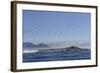 Cape Cormorant (Phalacrocorax Capensis)-David Jenkins-Framed Photographic Print