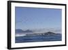 Cape Cormorant (Phalacrocorax Capensis)-David Jenkins-Framed Photographic Print