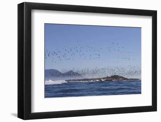 Cape Cormorant (Phalacrocorax Capensis)-David Jenkins-Framed Premium Photographic Print