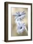 Cape Daisies-Mandy Disher-Framed Photographic Print