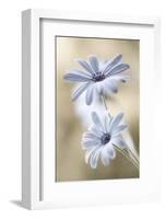 Cape Daisies-Mandy Disher-Framed Photographic Print