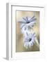 Cape Daisies-Mandy Disher-Framed Photographic Print