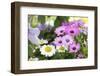 Cape Daisy, Margerite, Osteospermum, Leucanthemum-Sweet Ink-Framed Photographic Print