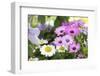 Cape Daisy, Margerite, Osteospermum, Leucanthemum-Sweet Ink-Framed Photographic Print