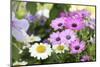 Cape Daisy, Margerite, Osteospermum, Leucanthemum-Sweet Ink-Mounted Photographic Print