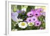 Cape Daisy, Margerite, Osteospermum, Leucanthemum-Sweet Ink-Framed Photographic Print