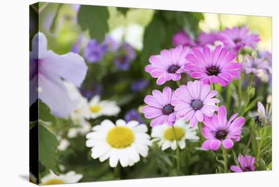 Cape Daisy, Margerite, Osteospermum, Leucanthemum-Sweet Ink-Stretched Canvas