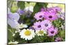 Cape Daisy, Margerite, Osteospermum, Leucanthemum-Sweet Ink-Mounted Photographic Print