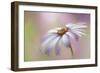 Cape Daisy-Jacky Parker-Framed Giclee Print