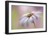 Cape Daisy-Jacky Parker-Framed Giclee Print