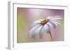 Cape Daisy-Jacky Parker-Framed Giclee Print