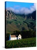 Cape Dutch Colonial Manor House and Vineyard with Mountain Backdrop, Dornier, South Africa-Ariadne Van Zandbergen-Stretched Canvas