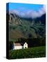 Cape Dutch Colonial Manor House and Vineyard with Mountain Backdrop, Dornier, South Africa-Ariadne Van Zandbergen-Stretched Canvas