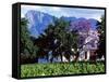 Cape Dutch Farmstead Vineyard Near Franschoek, Western Cape, South Africa-John Warburton-lee-Framed Stretched Canvas