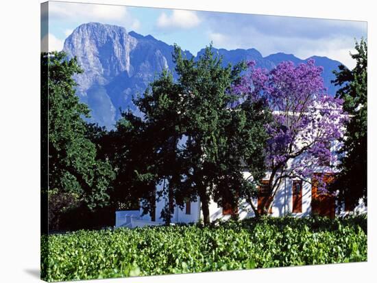 Cape Dutch Farmstead Vineyard Near Franschoek, Western Cape, South Africa-John Warburton-lee-Stretched Canvas