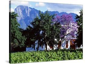 Cape Dutch Farmstead Vineyard Near Franschoek, Western Cape, South Africa-John Warburton-lee-Stretched Canvas