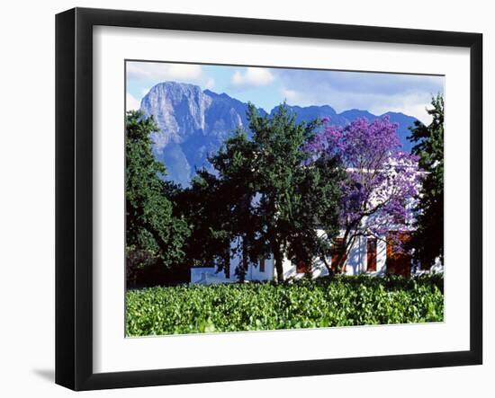 Cape Dutch Farmstead Vineyard Near Franschoek, Western Cape, South Africa-John Warburton-lee-Framed Photographic Print