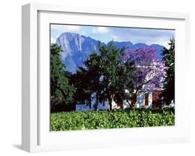 Cape Dutch Farmstead Vineyard Near Franschoek, Western Cape, South Africa-John Warburton-lee-Framed Photographic Print