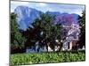 Cape Dutch Farmstead Vineyard Near Franschoek, Western Cape, South Africa-John Warburton-lee-Mounted Photographic Print