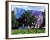 Cape Dutch Farmstead Vineyard Near Franschoek, Western Cape, South Africa-John Warburton-lee-Framed Photographic Print