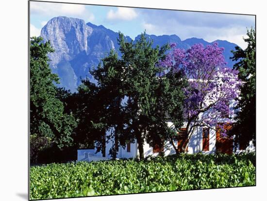 Cape Dutch Farmstead Vineyard Near Franschoek, Western Cape, South Africa-John Warburton-lee-Mounted Photographic Print