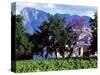 Cape Dutch Farmstead Vineyard Near Franschoek, Western Cape, South Africa-John Warburton-lee-Stretched Canvas